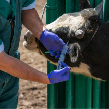 Animal health & handling Animal health & handling