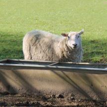 Feeders & drinkers Feeders & drinkers