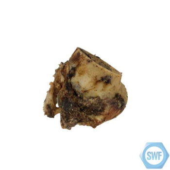 Roast Knuckle Bone Dog Food / Treat Roast Knuckle Bone Dog Food / Treat