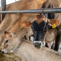 Cattle Cattle